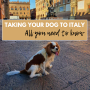 Taking Your Dog to Italy: All You Need to Know